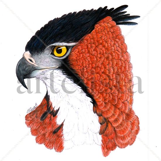 Águila de penacho Técnica Mixta