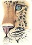 Leopardo