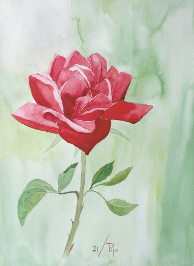 rosa roja 2 Watercolour Paper Floral Painting