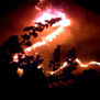 serpentear del fuego henrry pittier venezuela