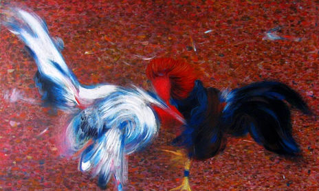 Gallos de Lides