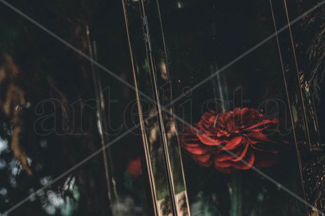 Rosa, una bella,...
