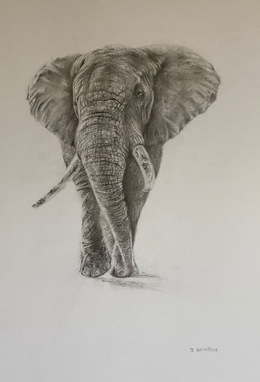 Elefante Graphite