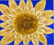 Girasole