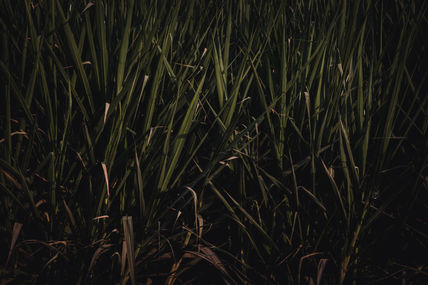 Cañas en penumbras