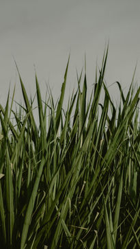 Verde en la montaña