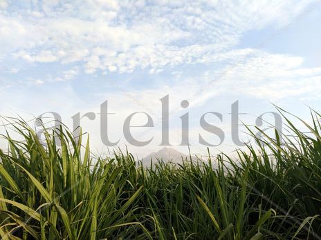 Naturaleza clara