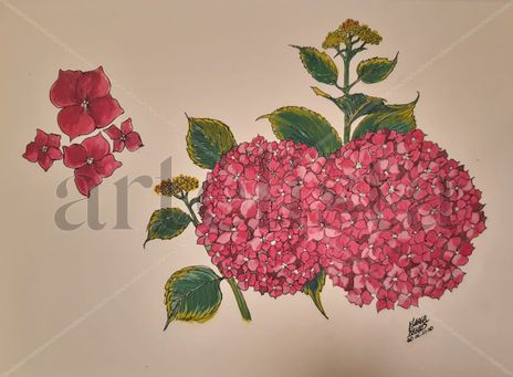 Hortensias