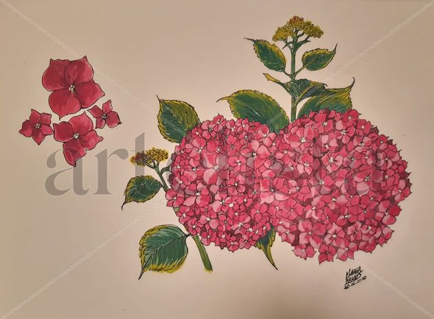 Hortensias