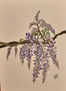 Flores lilas
