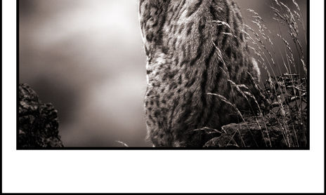 Natura