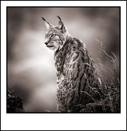 Lince Iberico I Naturaleza Blanco y Negro (Digital)