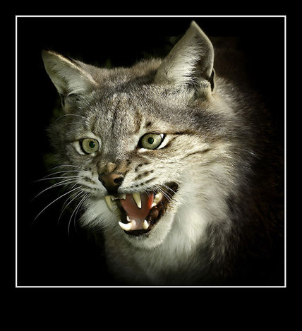 Lince II