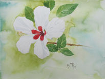 Hibisco blanco 2