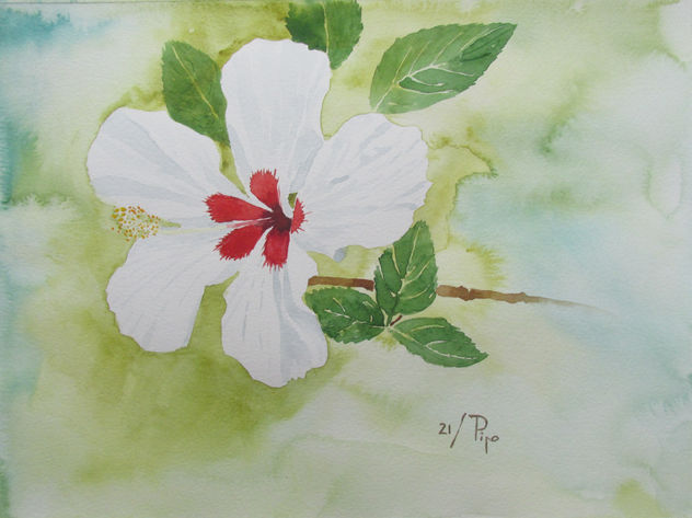 hibisco blanco 2