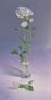 Rosas Blancas