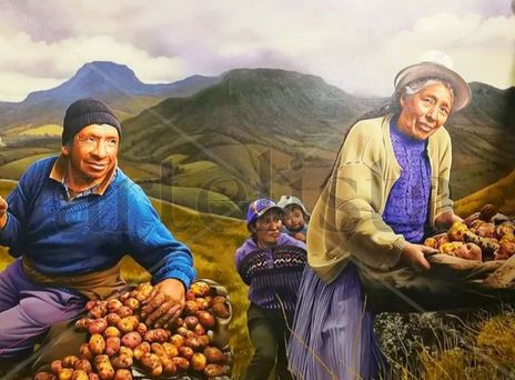 Cosechadores de Papá