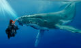 The jewel of the ocean,