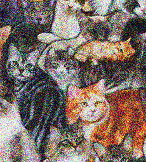 Gatos viviendo la vida