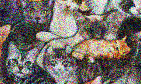 Gatitos