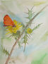 mariposa y tagarnina