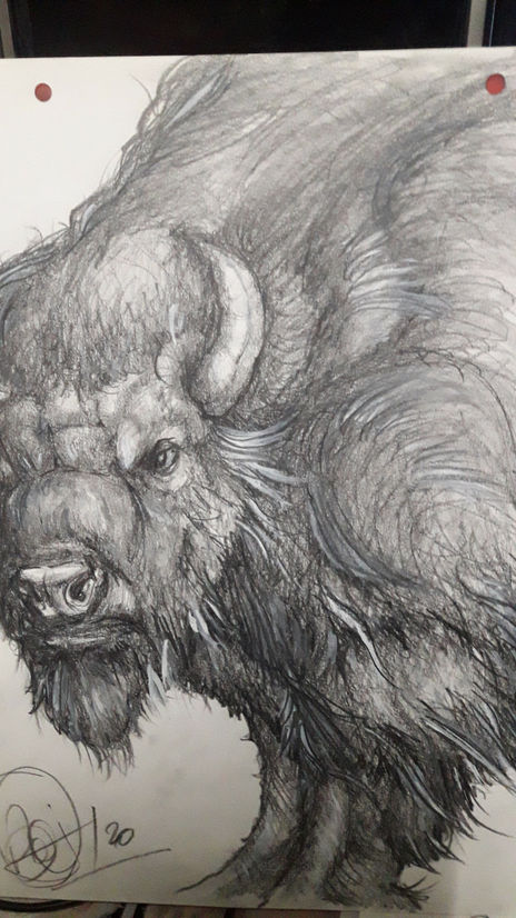 La mirada del bisonte
