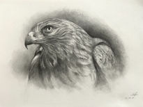 Aguila