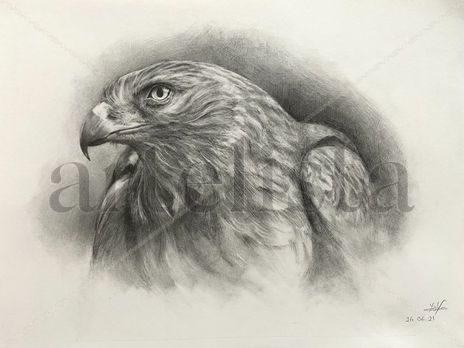 Aguila
