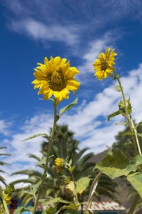 Girasoles