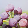 UVAS #10