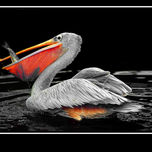 Natura thumbnail 2