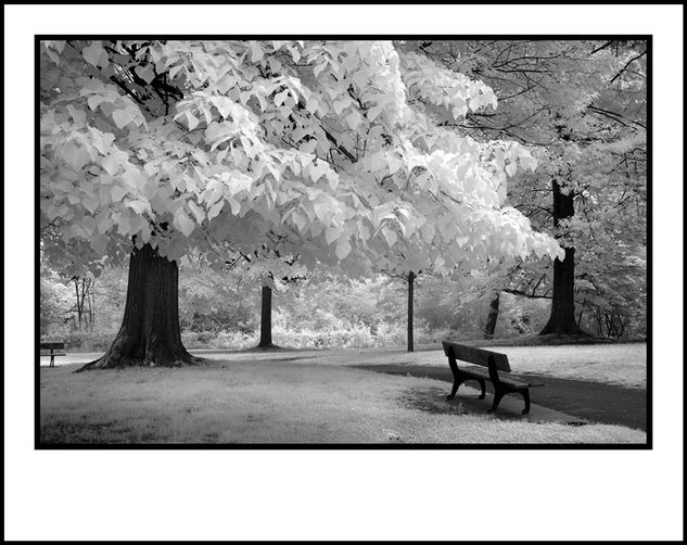 Bergara I Naturaleza Blanco y Negro (Digital)