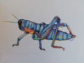 Fantasía de saltamontes