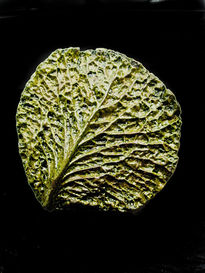 Hoja de col.