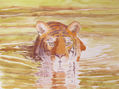 baño del tigre