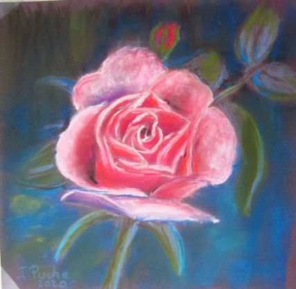 Rosa