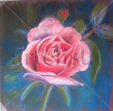 Rosa