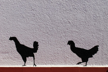 Gallinetes