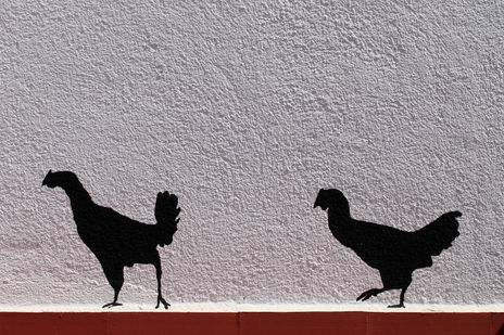 Gallinetes