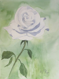 Rosa blanca