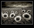 Girasoles II