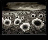 Girasoles II