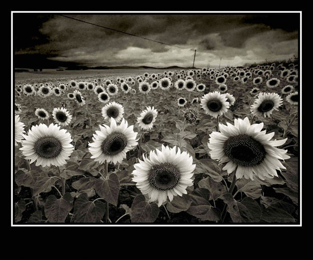 Girasoles II Nature Black and White (Digital)