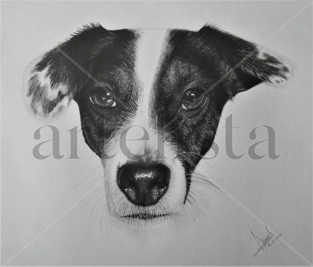 RETRATOS PERSONALIZADOS MASCOTAS A LAPIZ Y CARBON 80€