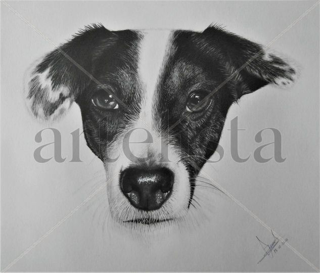 RETRATOS PERSONALIZADOS MASCOTAS A LAPIZ Y CARBON 80€ Graphite