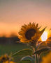 Sunflowers under the sunset taken by photographer Lê Thái in 2016