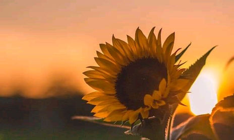 Sunflowers under the sunset taken by photographer Lê Thái in 2016