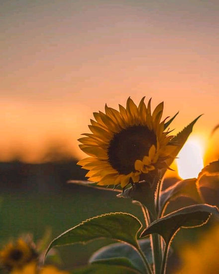 Sunflowers under the sunset taken by photographer Lê Thái in 2016 Naturaleza Color (Digital)