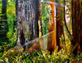 Sequoias