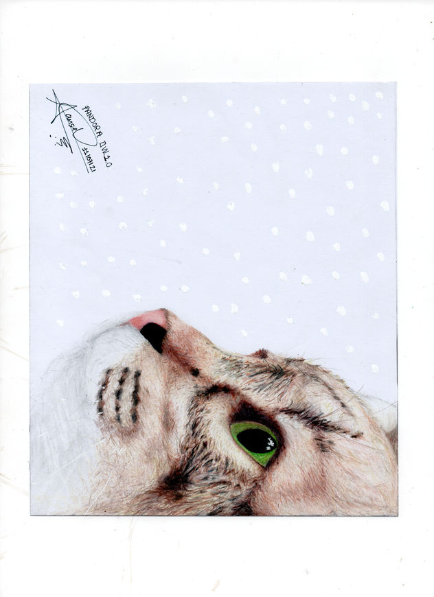 Gatita esperanza-hope cat